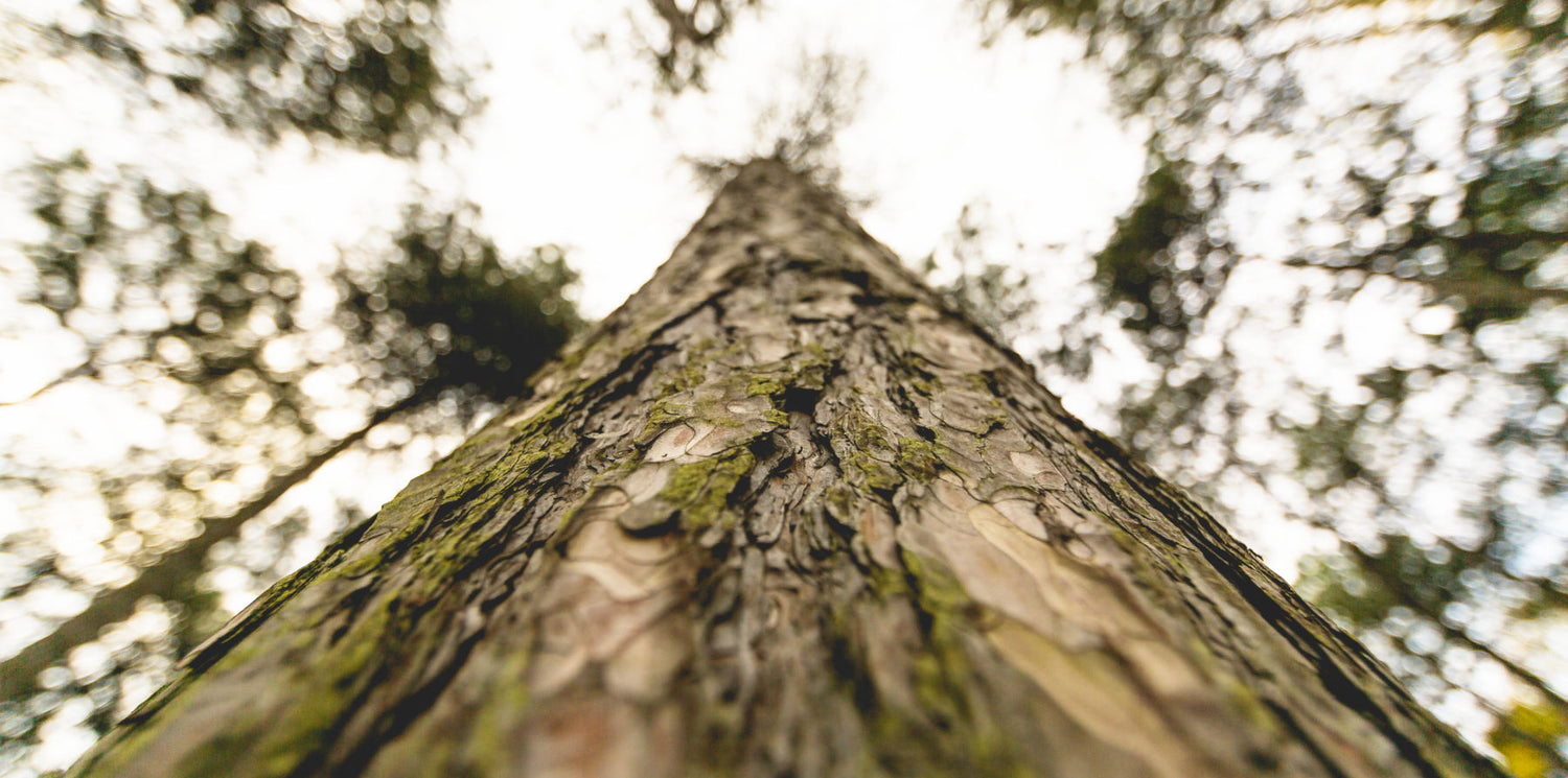 wood fun holzdildo baum